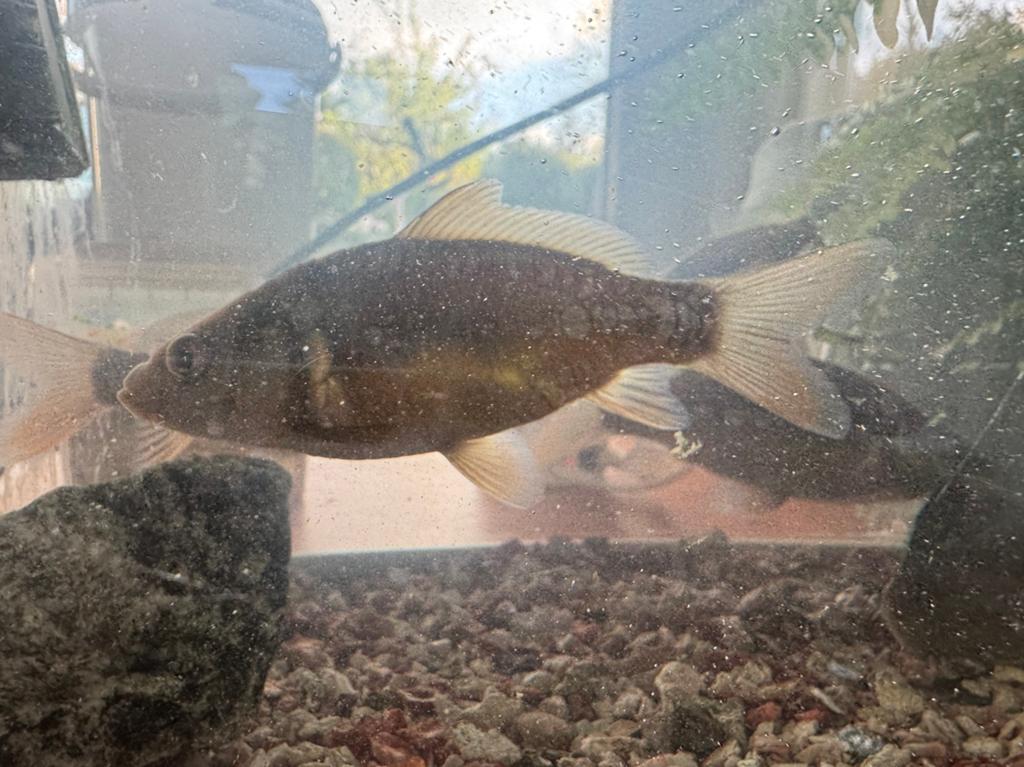 4 spiegel karpers en schub karpers voor vijver, Vis