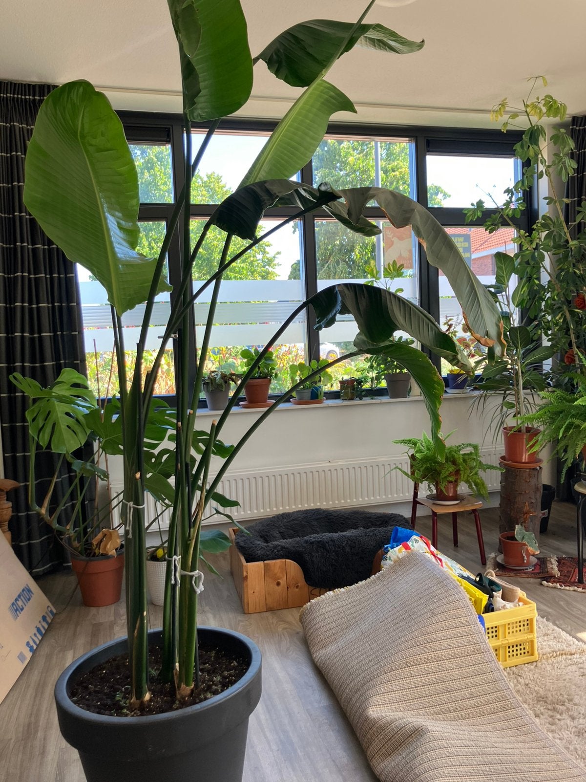 Grote Strelitzia Nicolai – ca. 2 meter hoog, Ophalen, Halfschaduw, 200 cm of meer