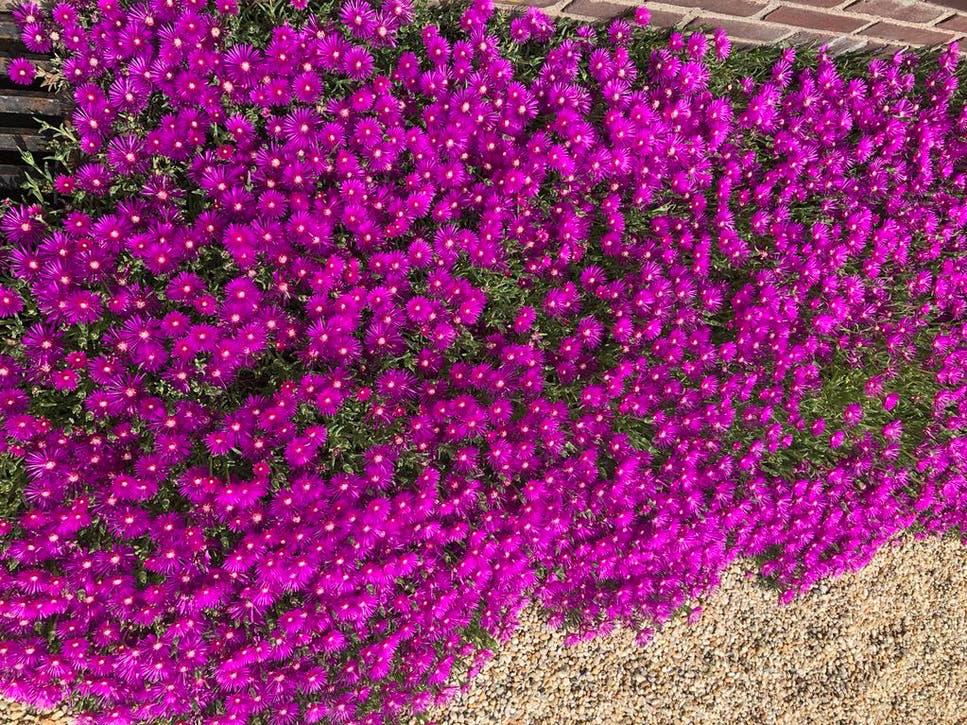 Delosperma Cooperi, Ophalen of Verzenden, Eenjarig, Groenteplanten, Volle zon