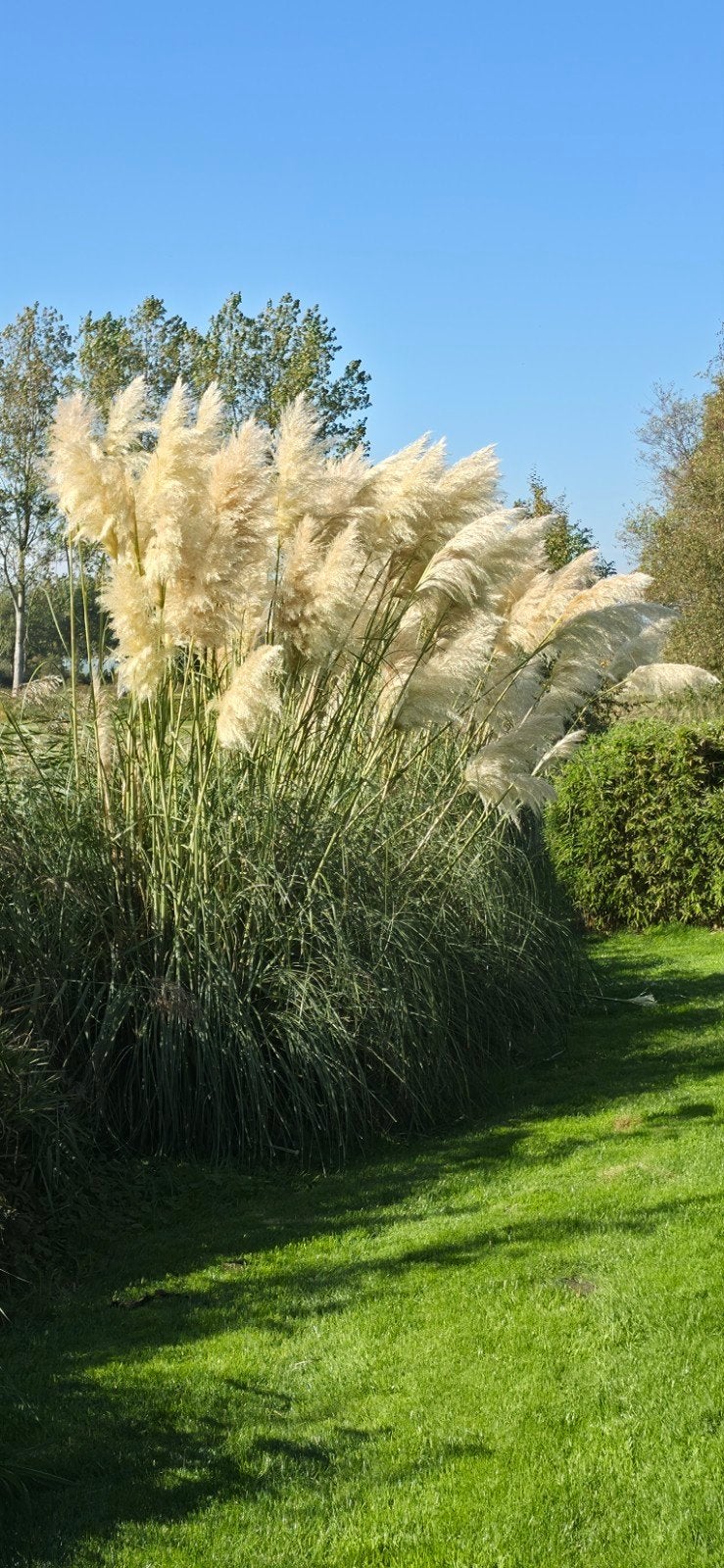 Pampasgras pluimen - Decoratief en sfeervol, Ophalen, Volle zon, Vaste plant, Siergrassen