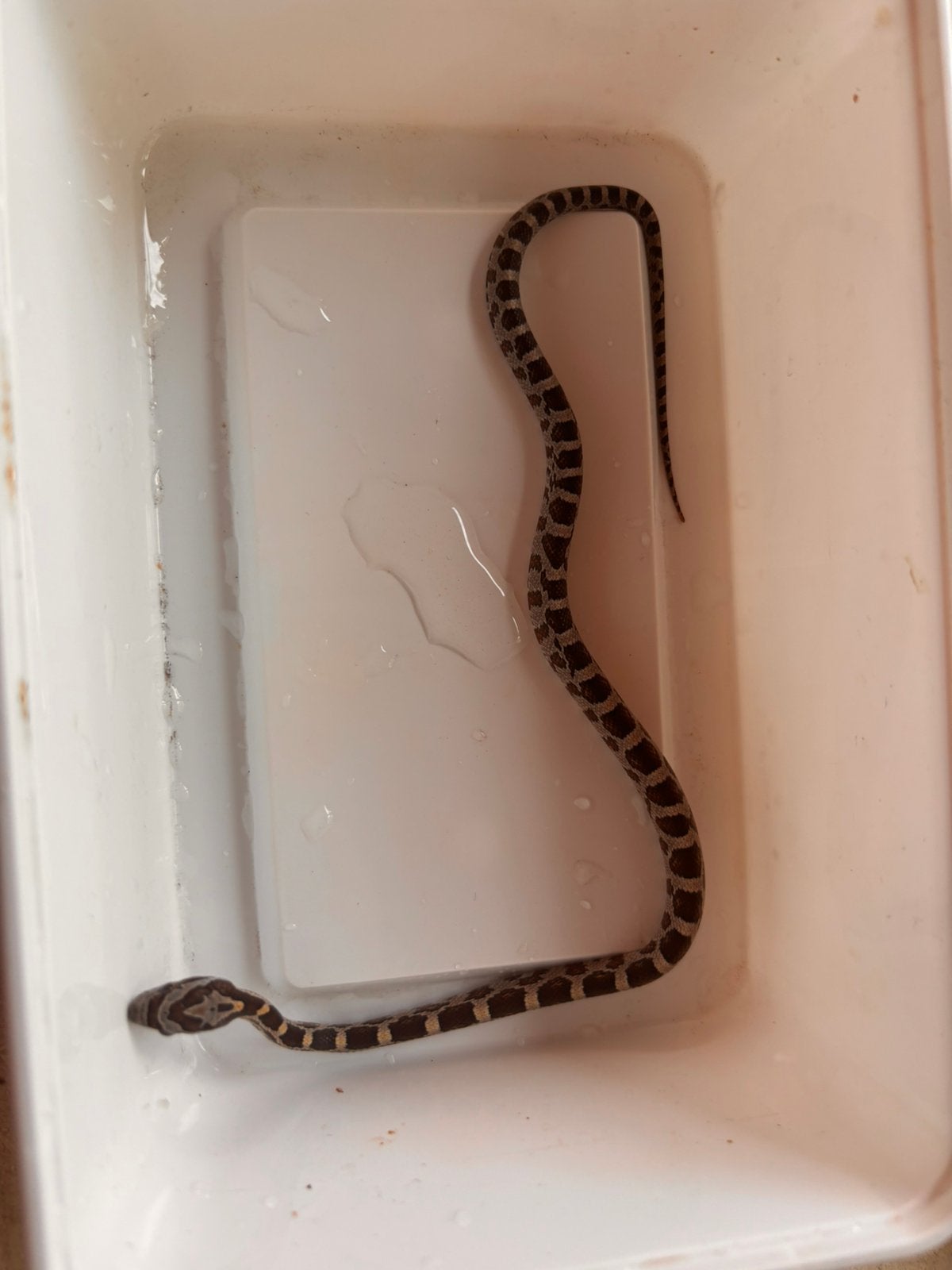 Baby rattenslangen te koop Rat Snake photo 3