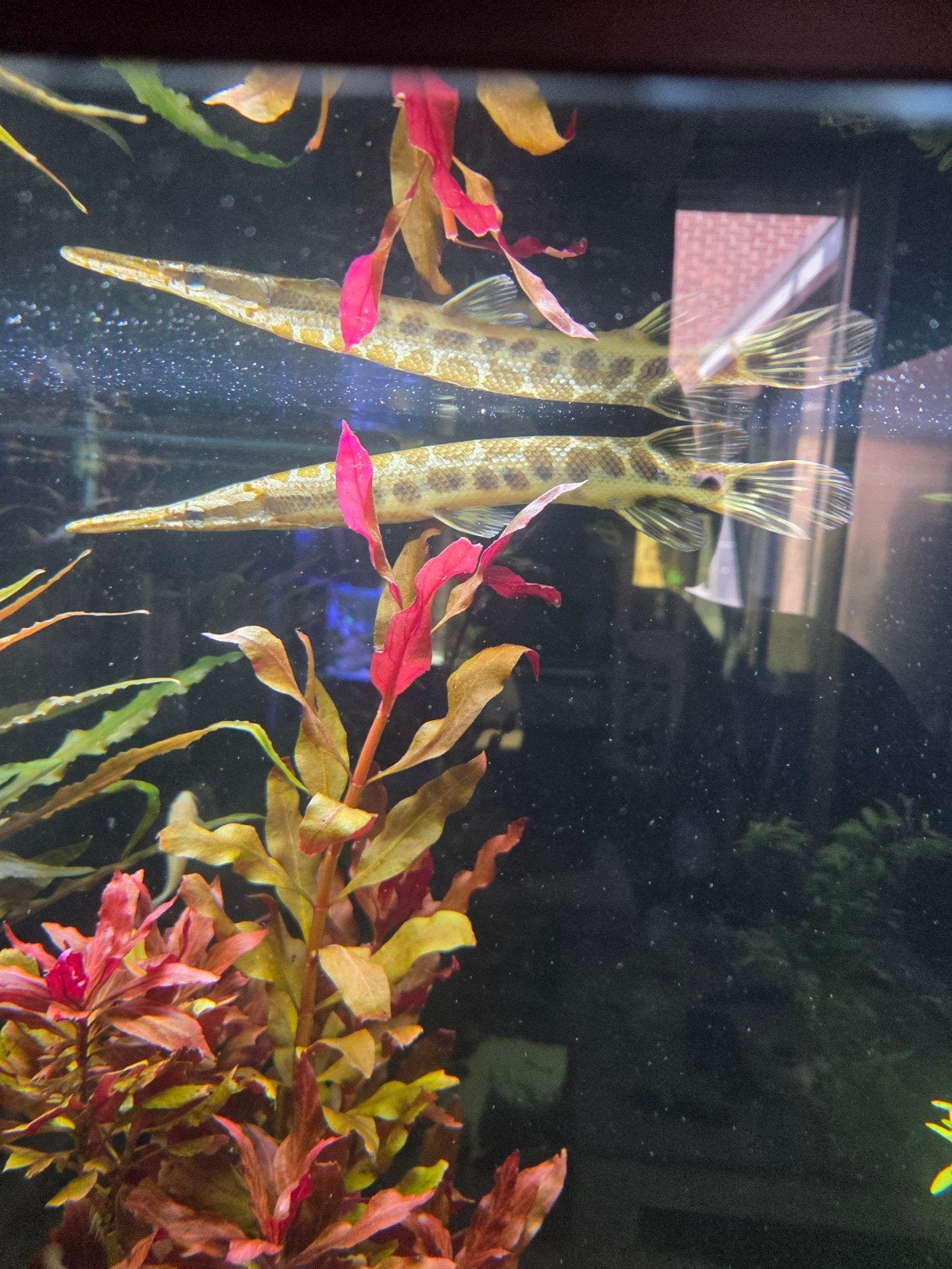 Alligator snoek  (+- 35cm), Dieren en Toebehoren, Vissen | Aquariumvissen, Vis
