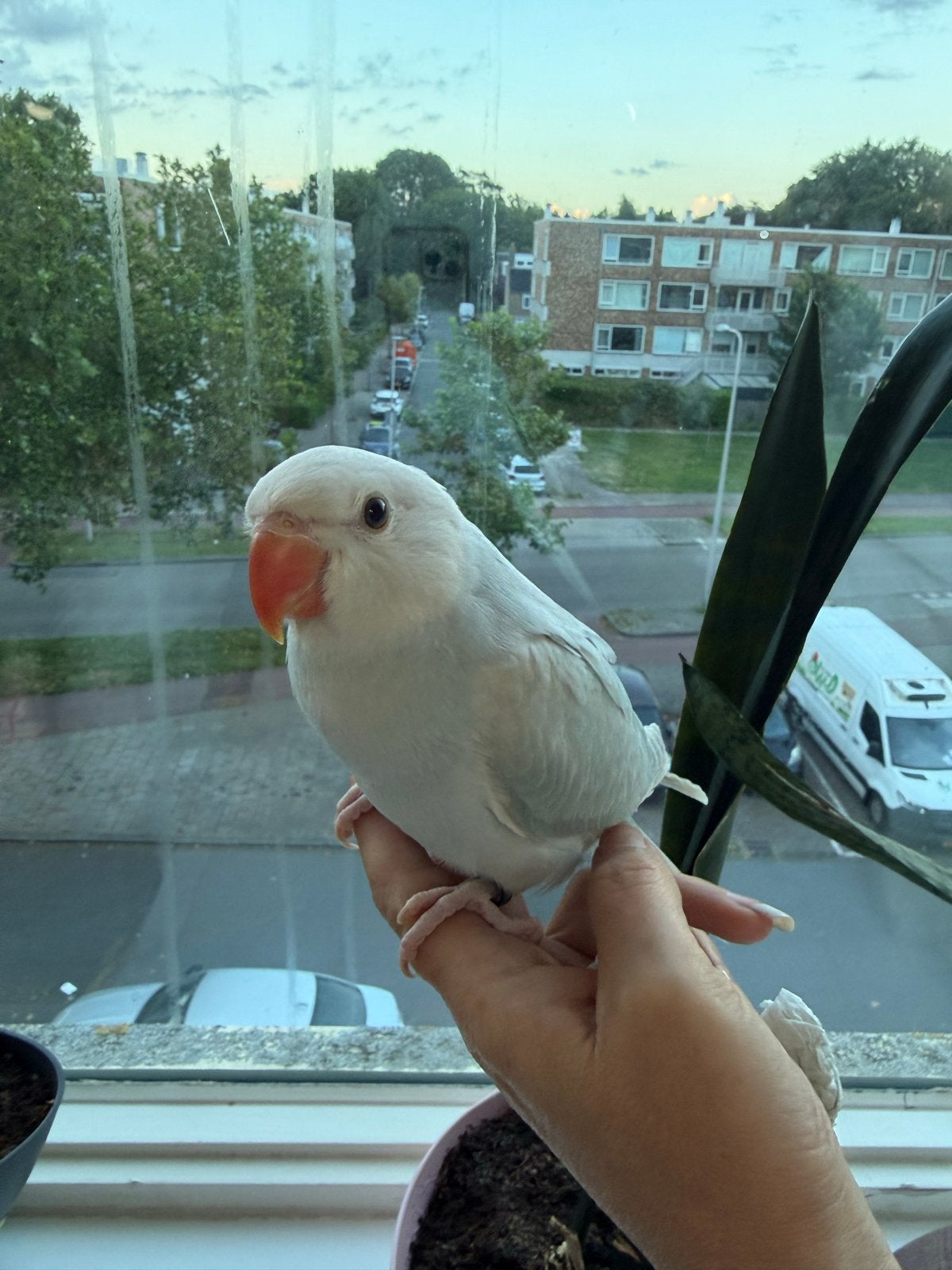 Super Tamme Halsbandparkieten, Dieren en Toebehoren, Vogels | Parkieten en Papegaaien, Meerdere dieren, Parkiet, Geringd