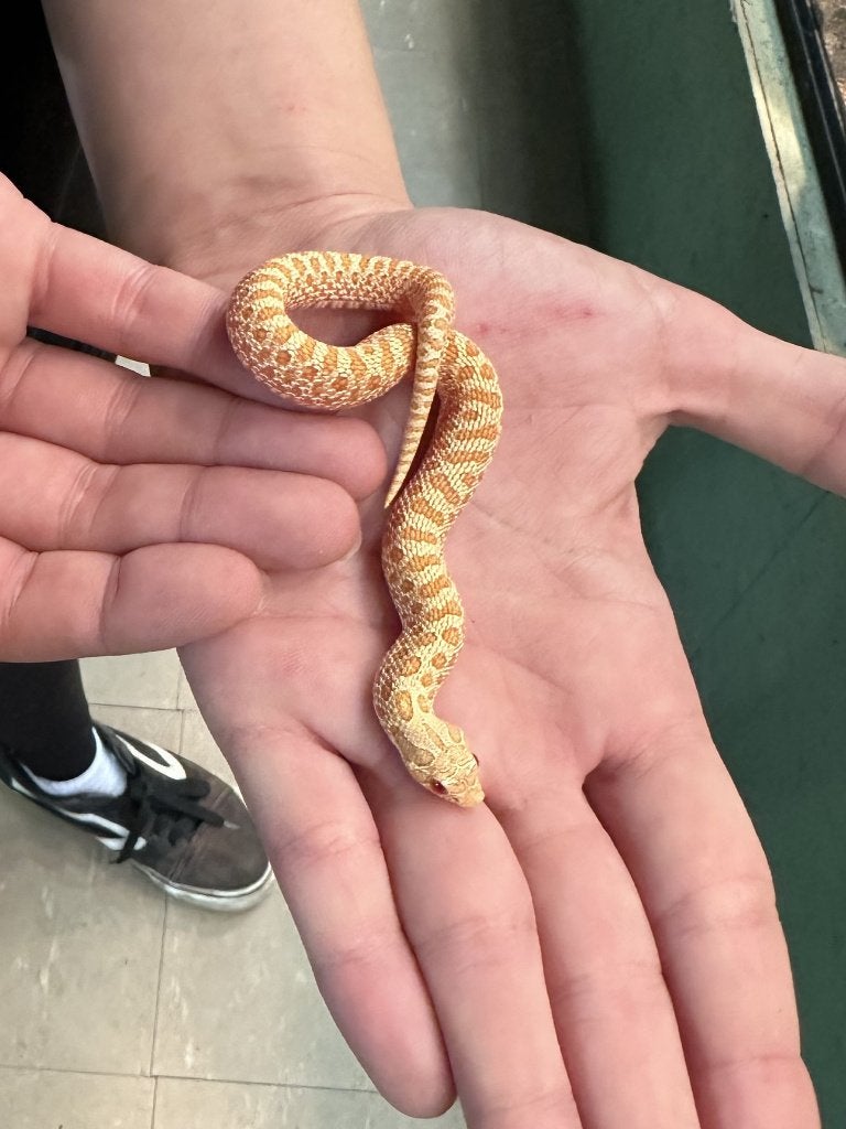 Haakneusslang albino Hognose Snake - female for sale from Bob_D