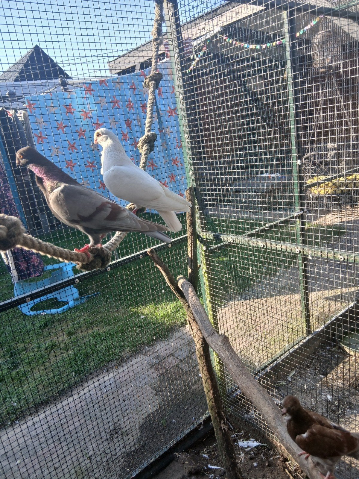 Sierduiven, Meerdere dieren, Overige soorten