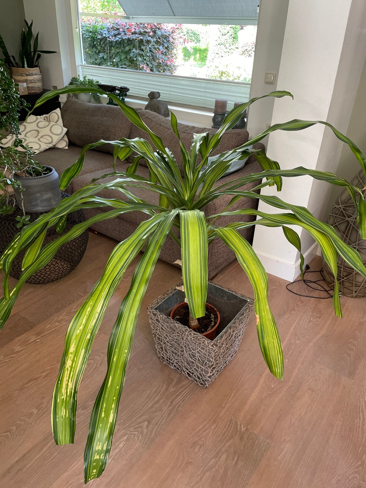 Grote Dracaena met opvallende bladeren, Ophalen, 100 tot 150 cm, Overige soorten, Halfschaduw