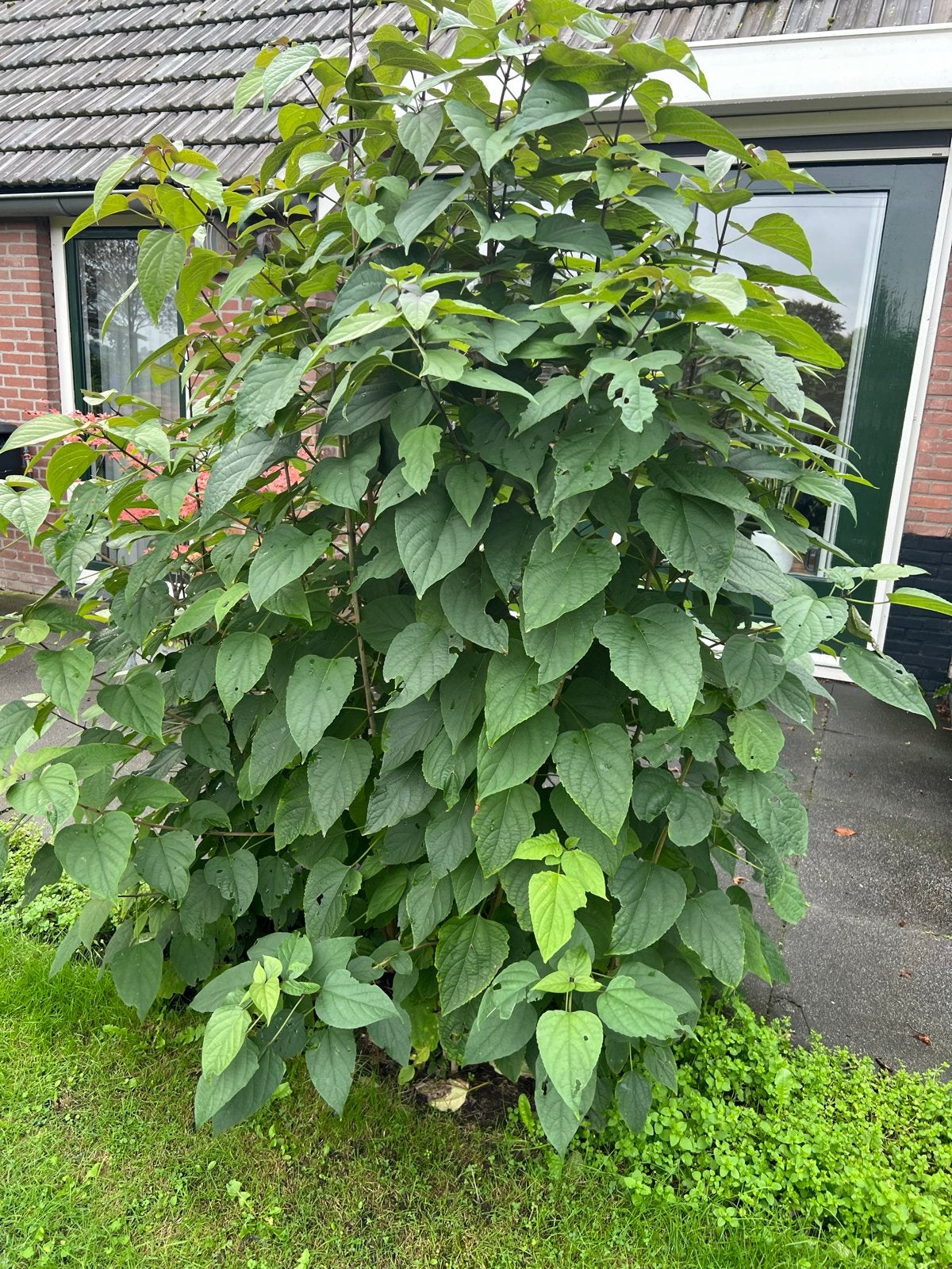 Pindakaasboom (Clerodendrum trichotomum) - Meerdere op kluit, Ophalen, Volle zon, Overige soorten, 250 tot 400 cm