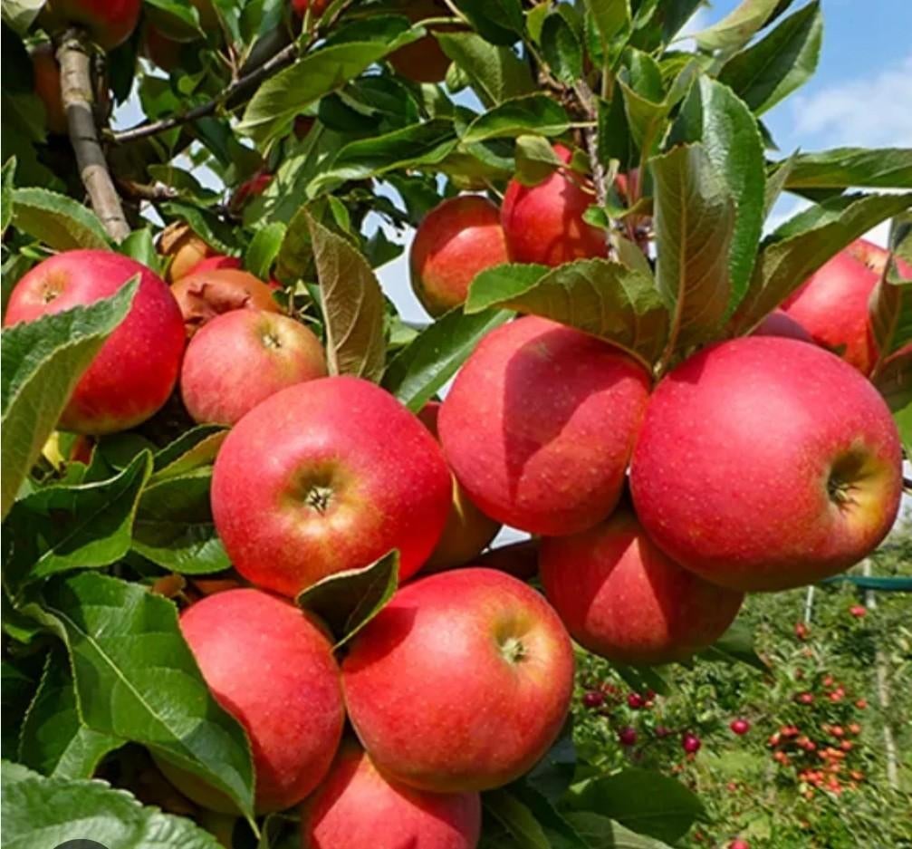 Elster appel boompje, Ophalen, Minder dan 100 cm, Appelboom, Lente