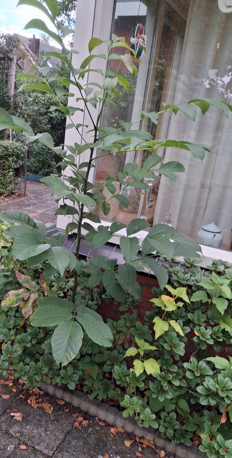 walnootboom Juglans Regia.Leuk voor voedselbos., Tuin en Terras, Planten | Bomen, Bloeit niet, Overige soorten, Minder dan 100 cm
