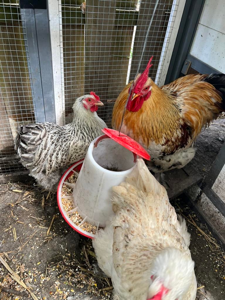Een han Haan en 3 legkippen met hok, Dieren en Toebehoren, Pluimvee, Meerdere dieren, Kip