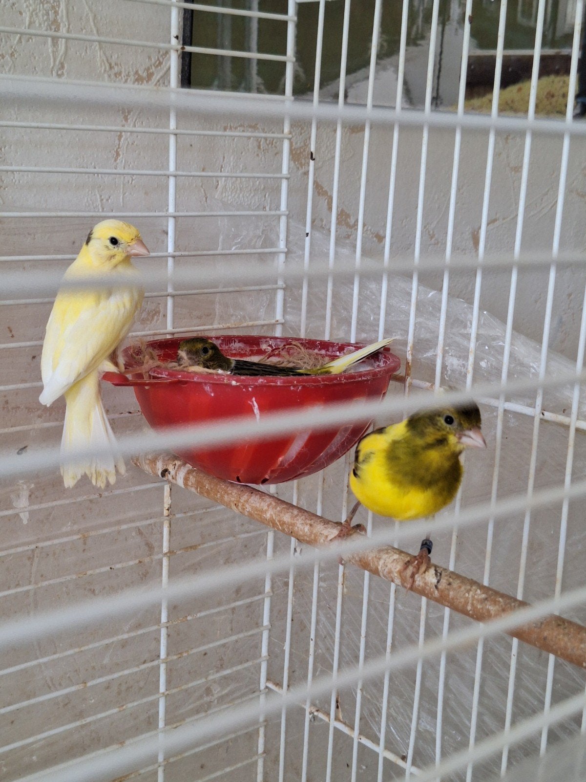 Raza kanaries, Dieren en Toebehoren