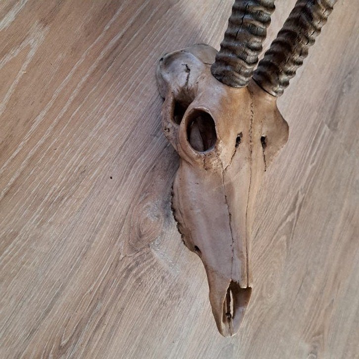 Decoratieve schedel van polystone met hoorns - Wanddecoratie, Ophalen of Verzenden, Zo goed als nieuw