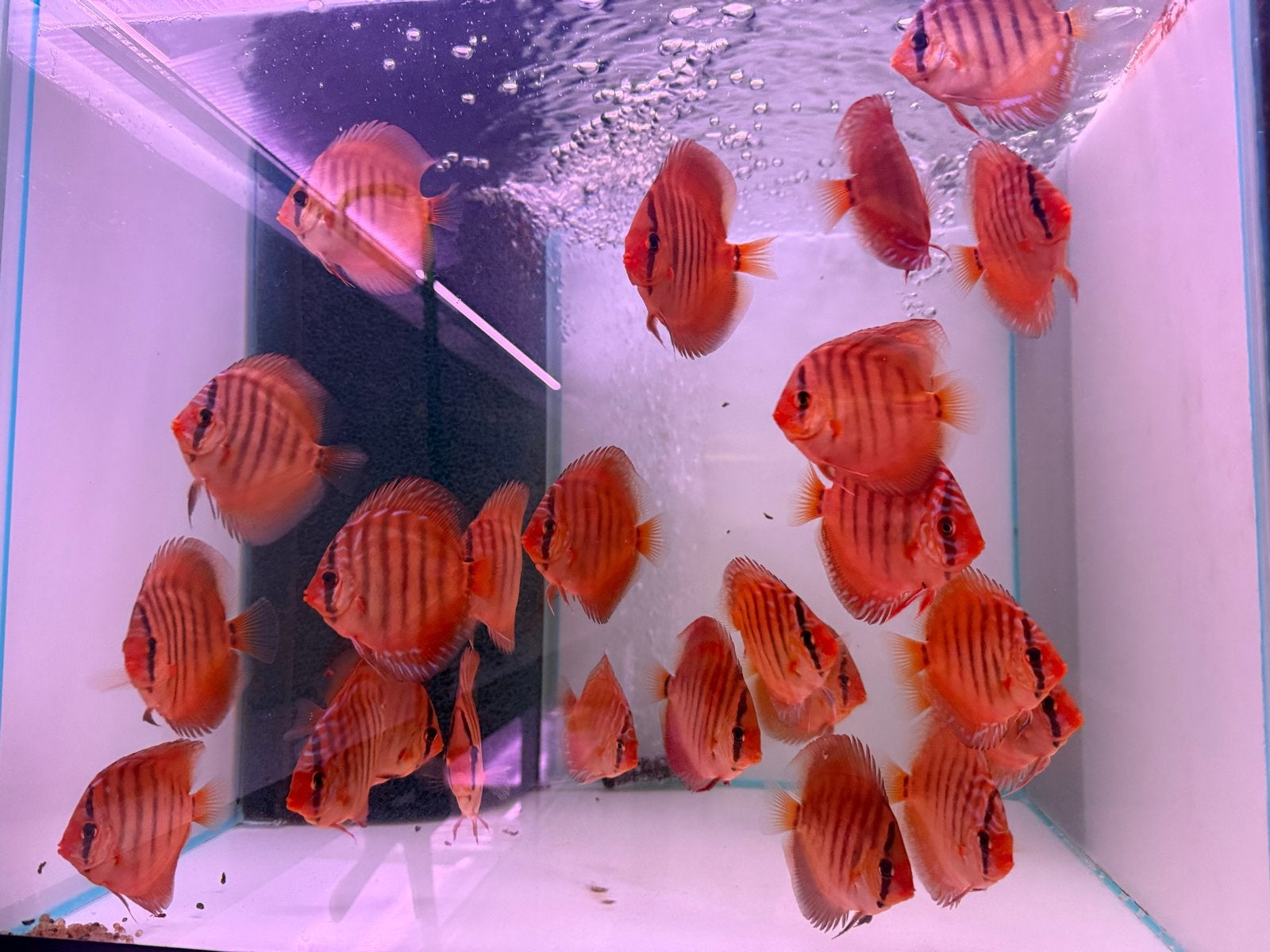 Diverse discusvissen 6/8 cm, Dieren en Toebehoren, Vissen | Aquariumvissen, Vis
