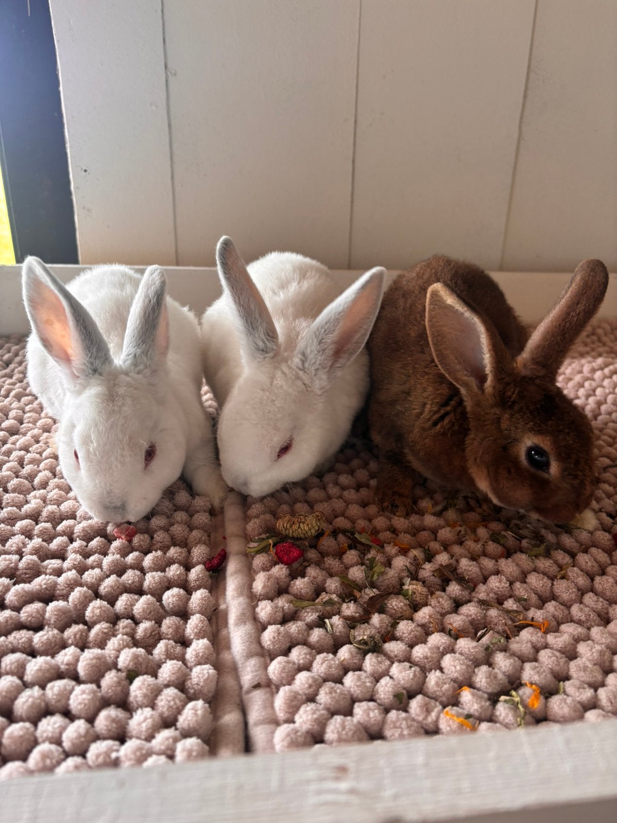 Rex dwerg X Rex hangoordwerg, Meerdere dieren, Dwerg, Hangoor, 0 tot 2 jaar