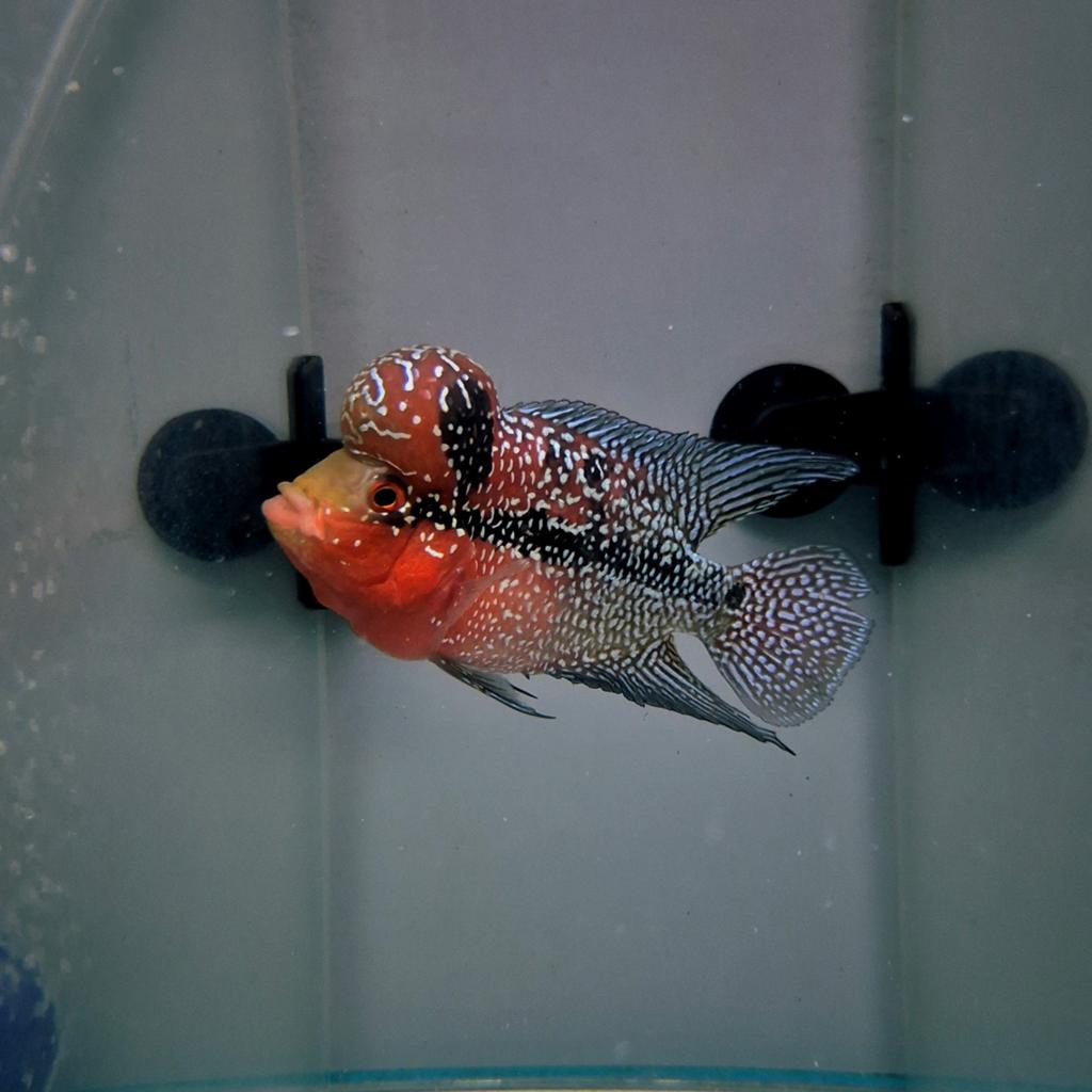 big head flowerhorn AAA grade, Vis, Zoetwatervis