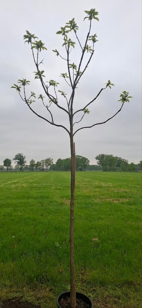 Catalpa bignioides. Trompetboom, Tuin en Terras, Ophalen, Lente