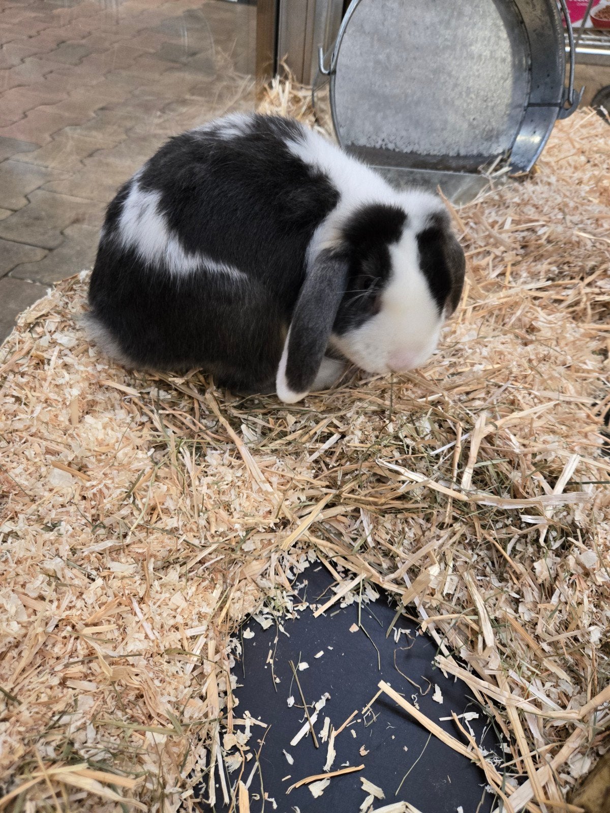Dwerg hangoor konijn ram, Dieren en Toebehoren, Konijnen, Mannelijk, Dwerg, Hangoor, 0 tot 2 jaar