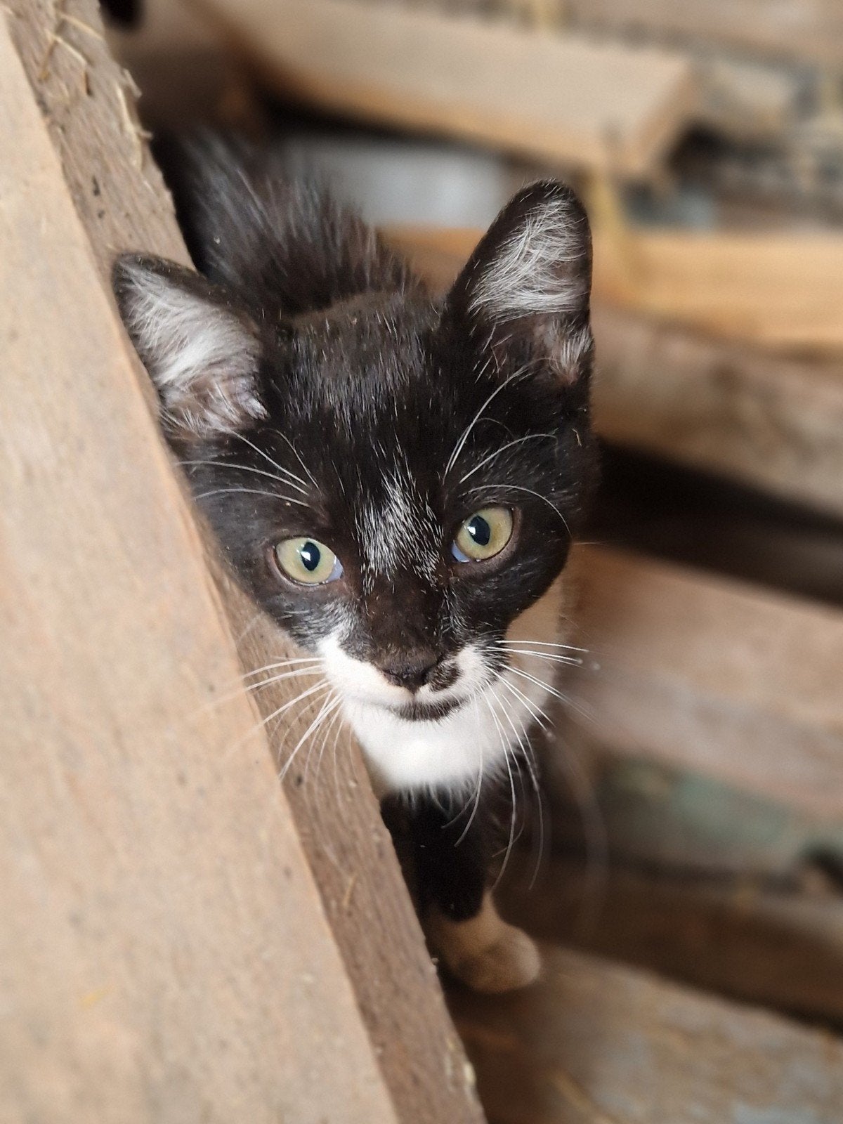 Boerderij kitten, Kater, Kortharig, 0 tot 2 jaar