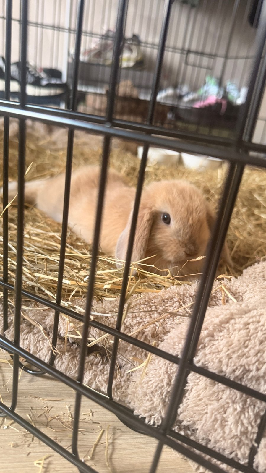 Mini lop hangoor konijn, Dieren en Toebehoren, Vrouwelijk, Dwerg, Hangoor, 0 tot 2 jaar