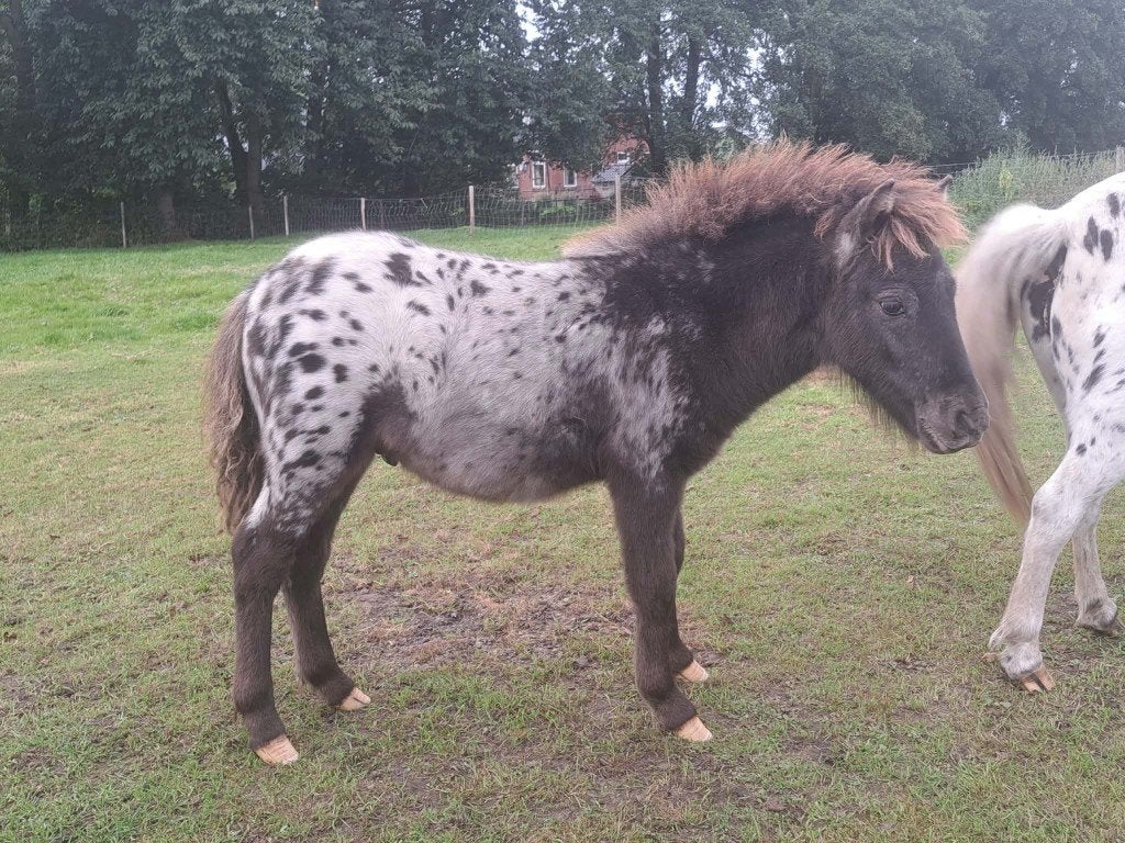 2 Appaloosa Hengst veulens, Dieren en Toebehoren, 0 tot 2 jaar, Hengst, A pony (tot 1.17m), Gechipt
