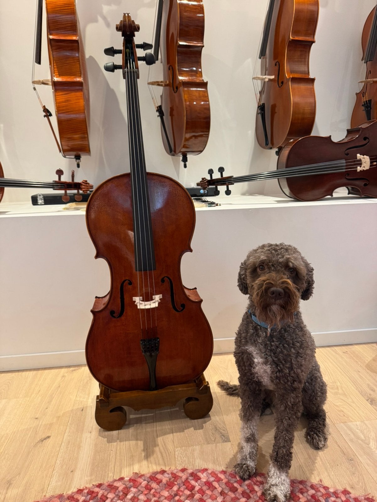Stradivarius model cello met grote  fijnstemmer sleutels, Muziek en Instrumenten, Snaarinstrumenten | Gitaren | Bas, Ophalen, Zo goed als nieuw