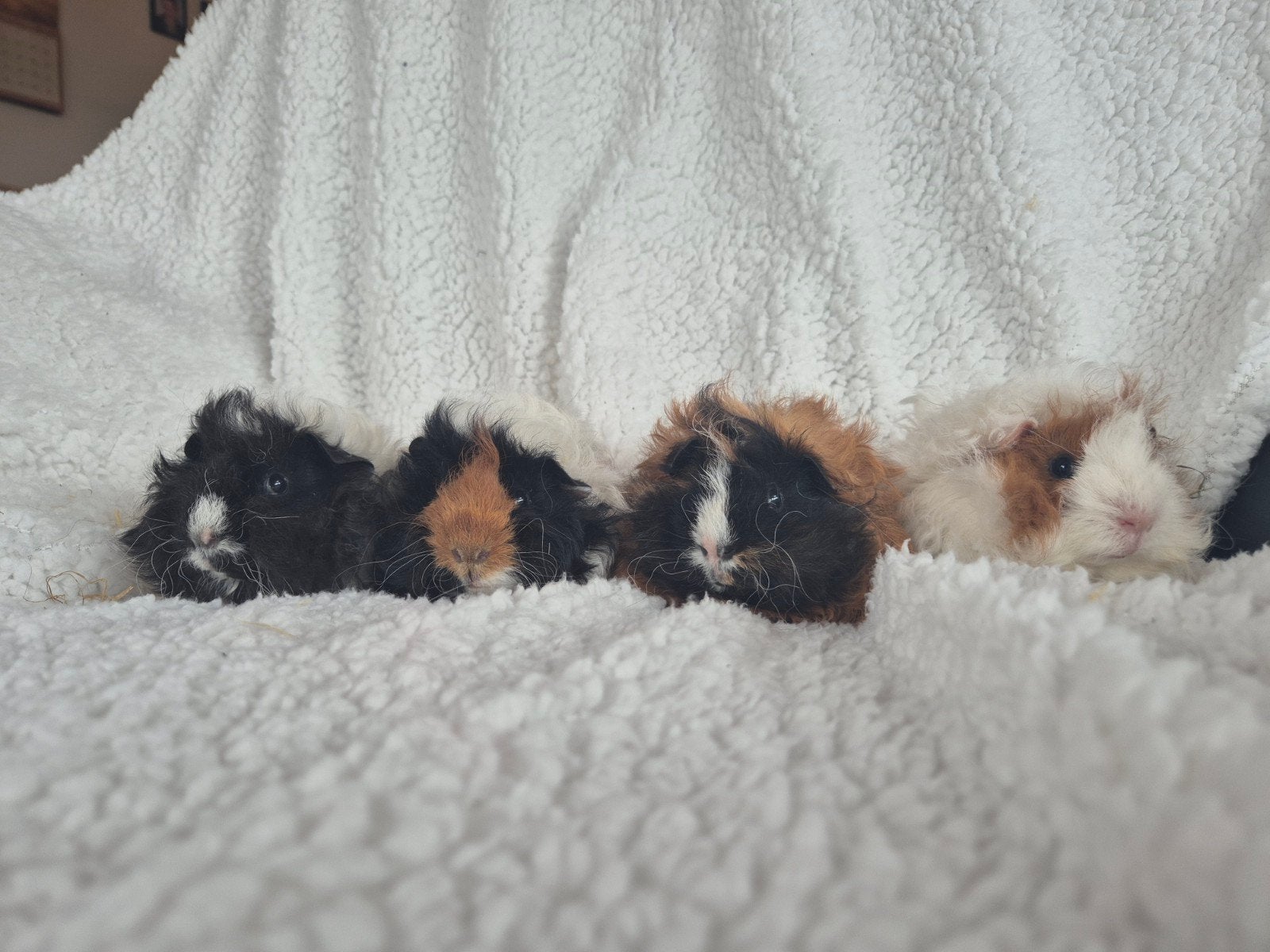 Lieve cavia's tessel x lunkarya, Dieren en Toebehoren, Cavia, Mannelijk, Tam, September