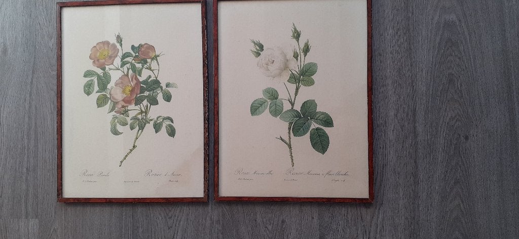 2 Rozenprints ingelijst P.J. Redoute, Ophalen, Minder dan 50 cm, Schilderij