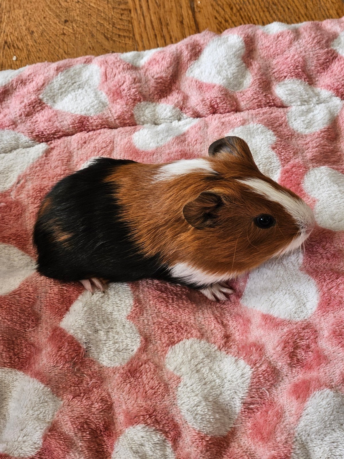 Jonge zeugje cavia, Dieren en Toebehoren, Knaagdieren, Vrouwelijk, Cavia, Mei