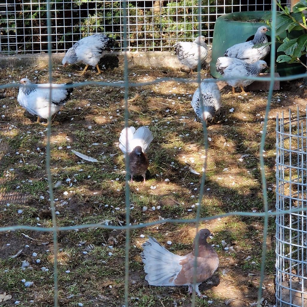 Wyandotte hennen (kriel), Dieren en Toebehoren, Pluimvee, Vrouwelijk, Kip
