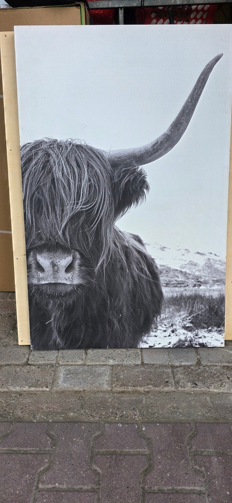 Groot Schilderij Schotse Hooglander - 75x116 cm, Ophalen, Zo goed als nieuw, Schilderij, 75 tot 100 cm