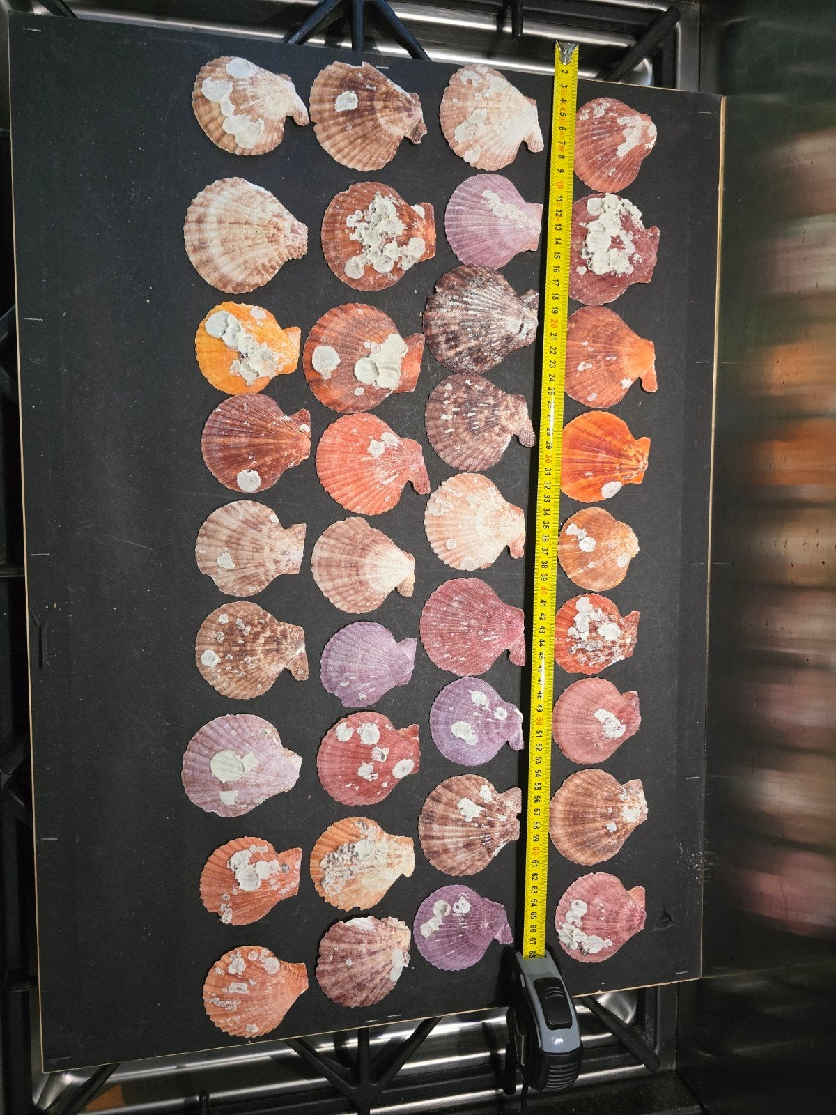 36 stuks bollen helpen van de dubbelkleppige schelp, Ophalen of Verzenden, Schelp(en)