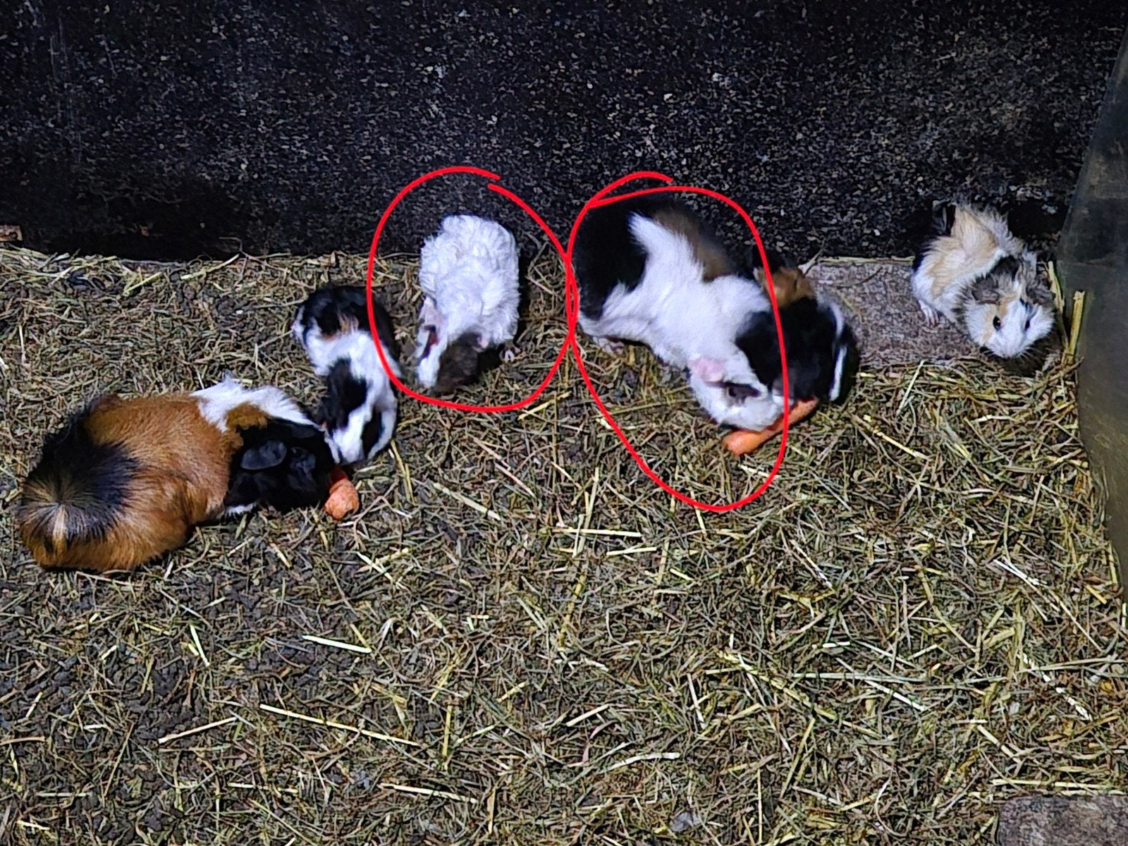 Twee mooie teddy borstel cavia zeugjes, Februari, Vrouwelijk, Cavia