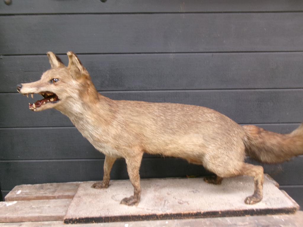 Prachtige opgezette vos, Verzamelen, Dierenverzamelingen, Ophalen of Verzenden, Zo goed als nieuw, Wild dier, Opgezet dier