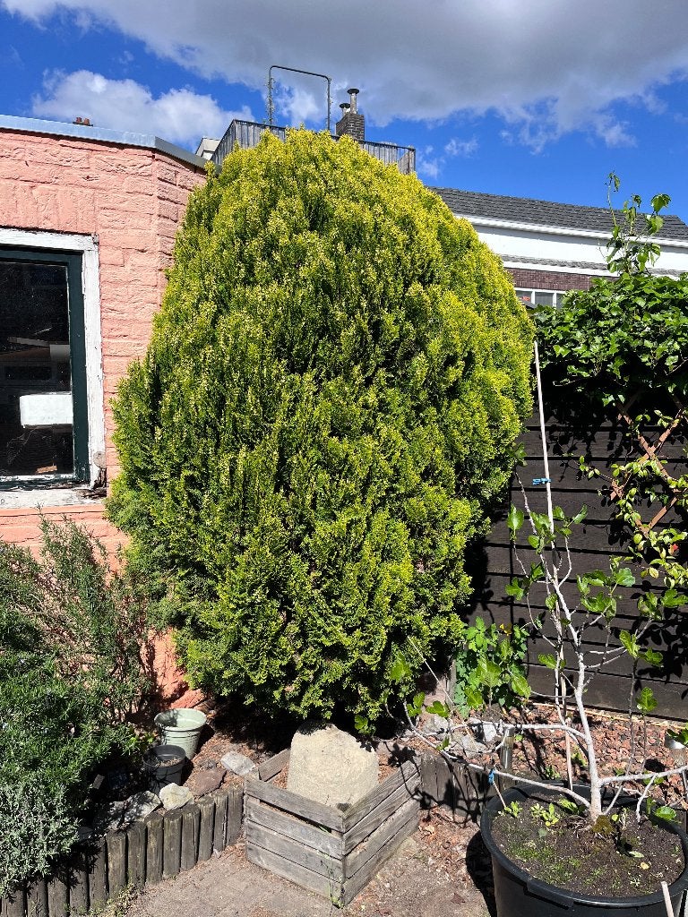 Gratis Bomen, Tuin en Terras, Planten | Bomen, Ophalen, Volle zon, Overige soorten