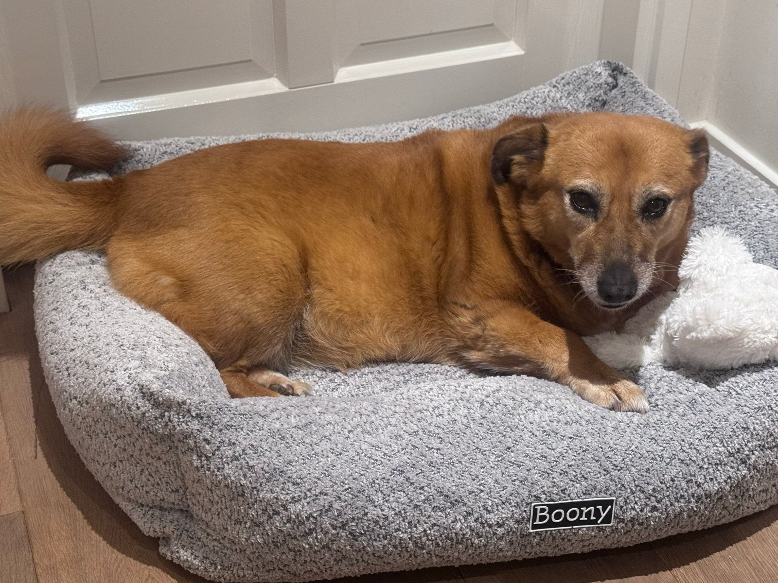 Gezocht; iemand om de hond uit te laten, uitlaatservice,, Uitlaatservice