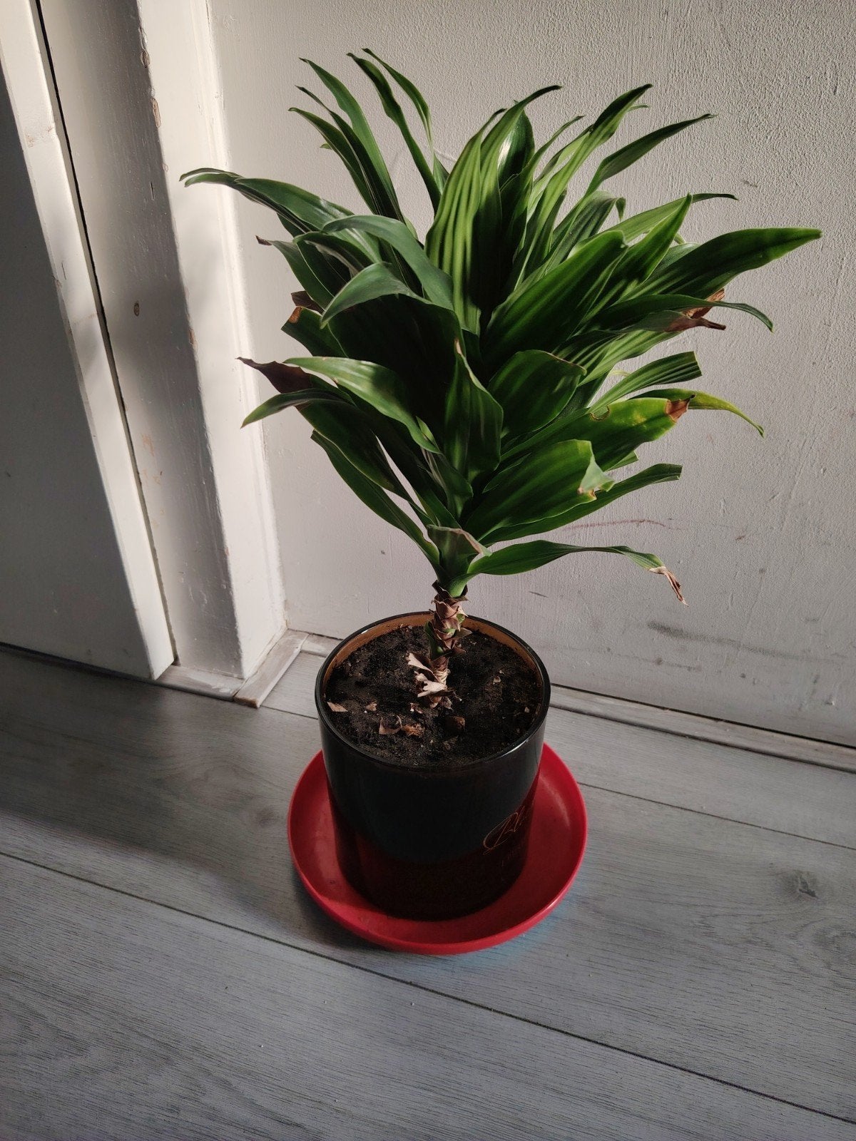 Kamer plant te koop., Ophalen of Verzenden, Overige soorten, Volle zon