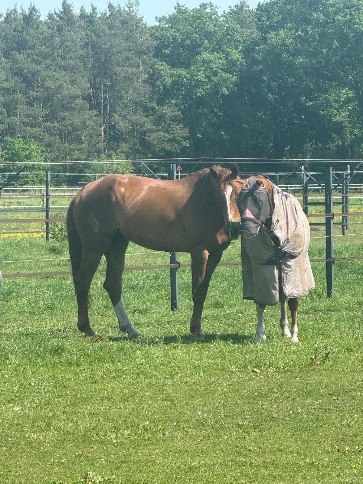 Stallen te huur ‘Doe het zelf’ of ‘full service’, Dieren en Toebehoren, Stalling en Weidegang, Weidegang, 4 paarden of pony's of meer
