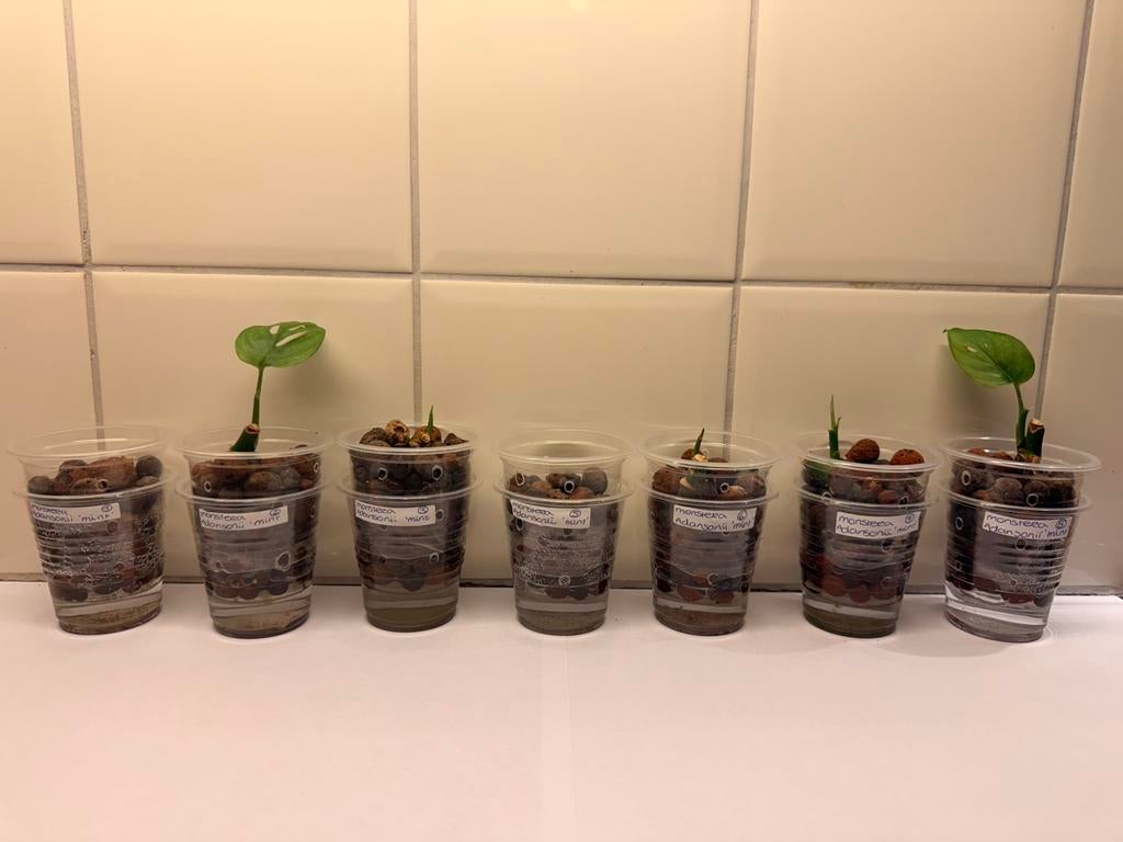 Monstera adansonii ‘mint’, Huis en Inrichting, Kamerplanten, Ophalen of Verzenden, Halfschaduw, Minder dan 100 cm
