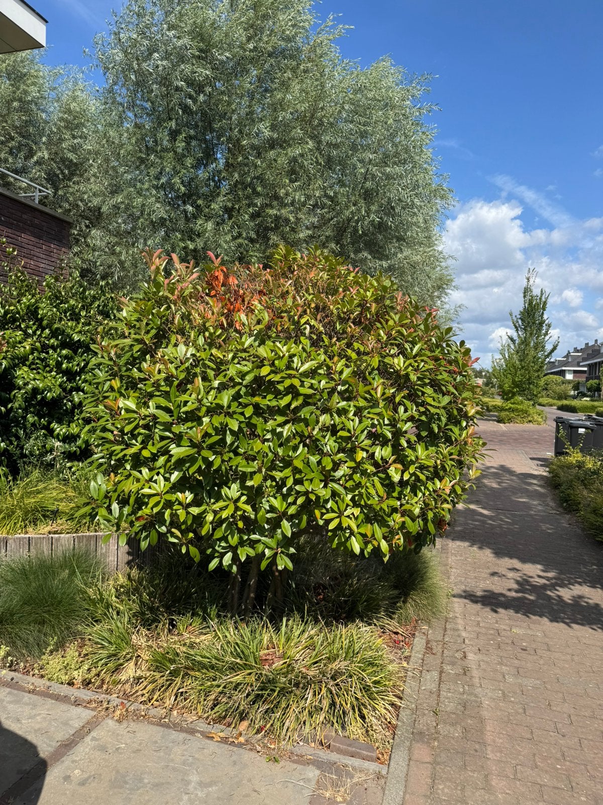 Glansmispel - Photinia, Tuin en Terras, Planten | Struiken en Hagen, Ophalen, Overige soorten, Minder dan 100 cm