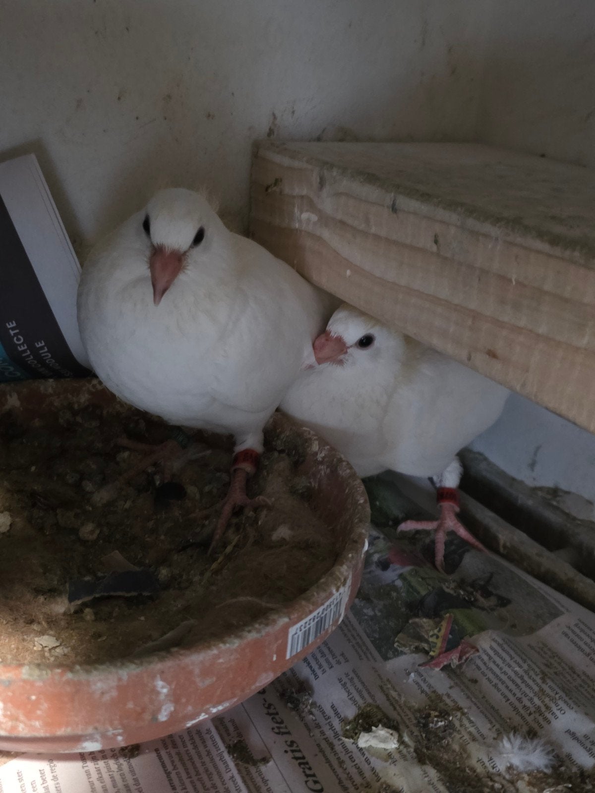 Jonge witte postduiven, Dieren en Toebehoren, Vogels | Duiven