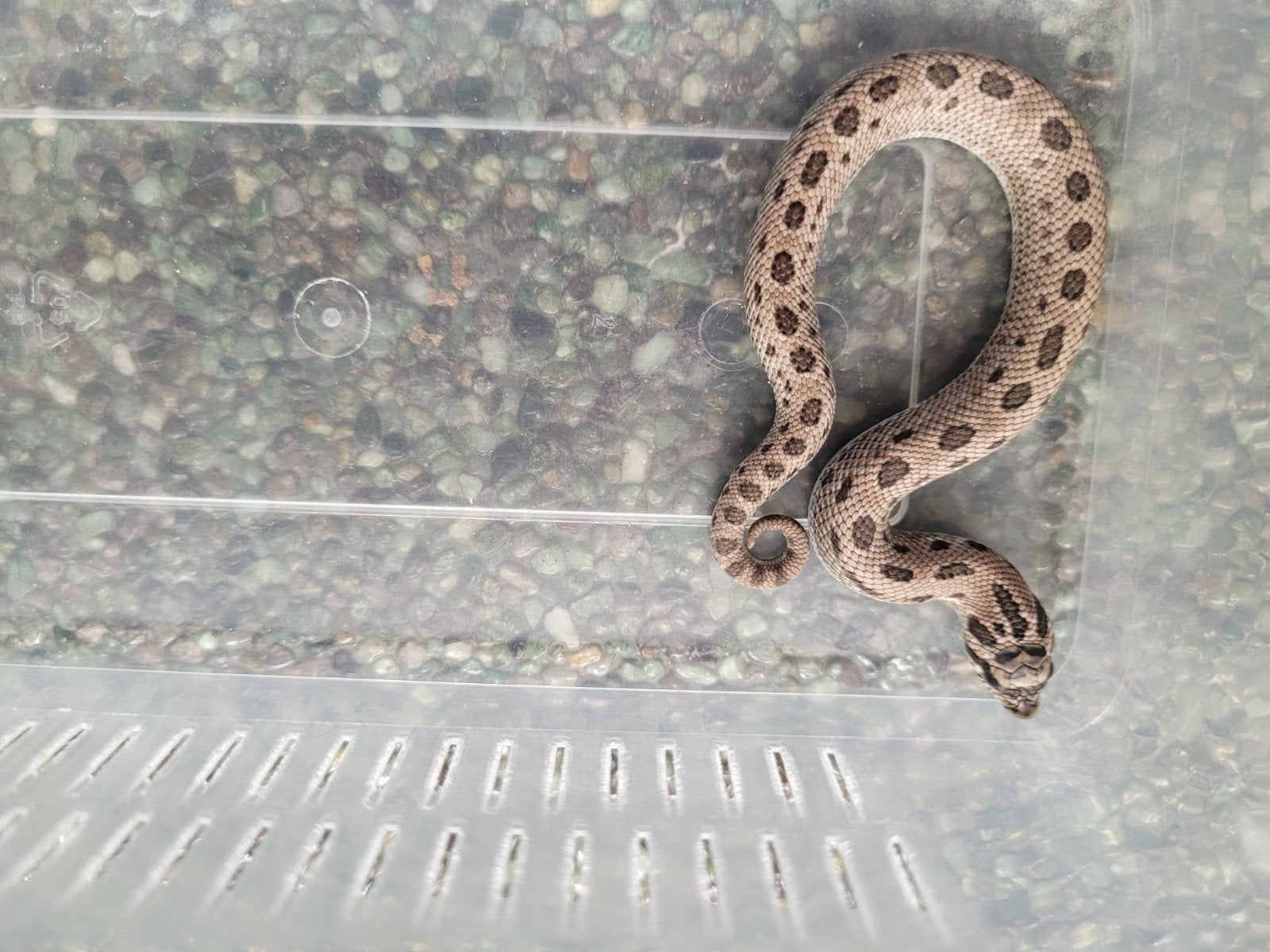 Heterodon Nasicus/haakneusslang Super Arctic Conda man, 0 tot 2 jaar