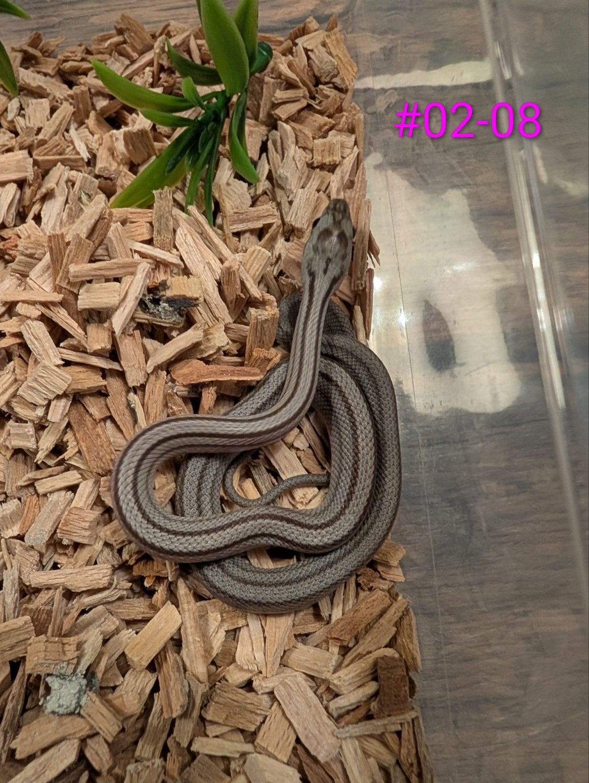 Jonge Anery / Charcoal rattenslangen Rat Snake - unknown for sale from geoffrey van laarhoven