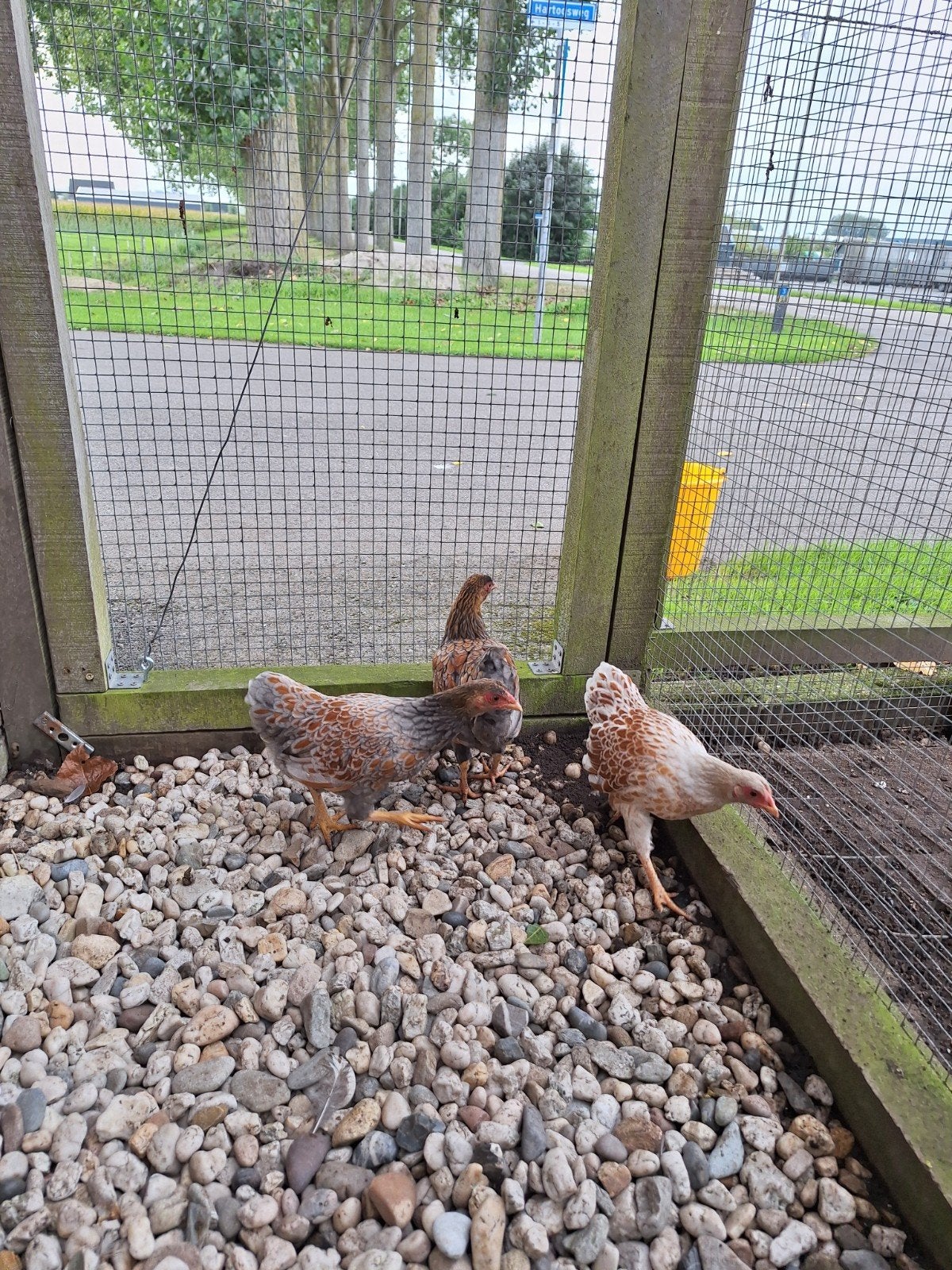 Te koop, wyandotte kriel. 1haan en 3 hennen broed 2026, Dieren en Toebehoren, Meerdere dieren, Kip