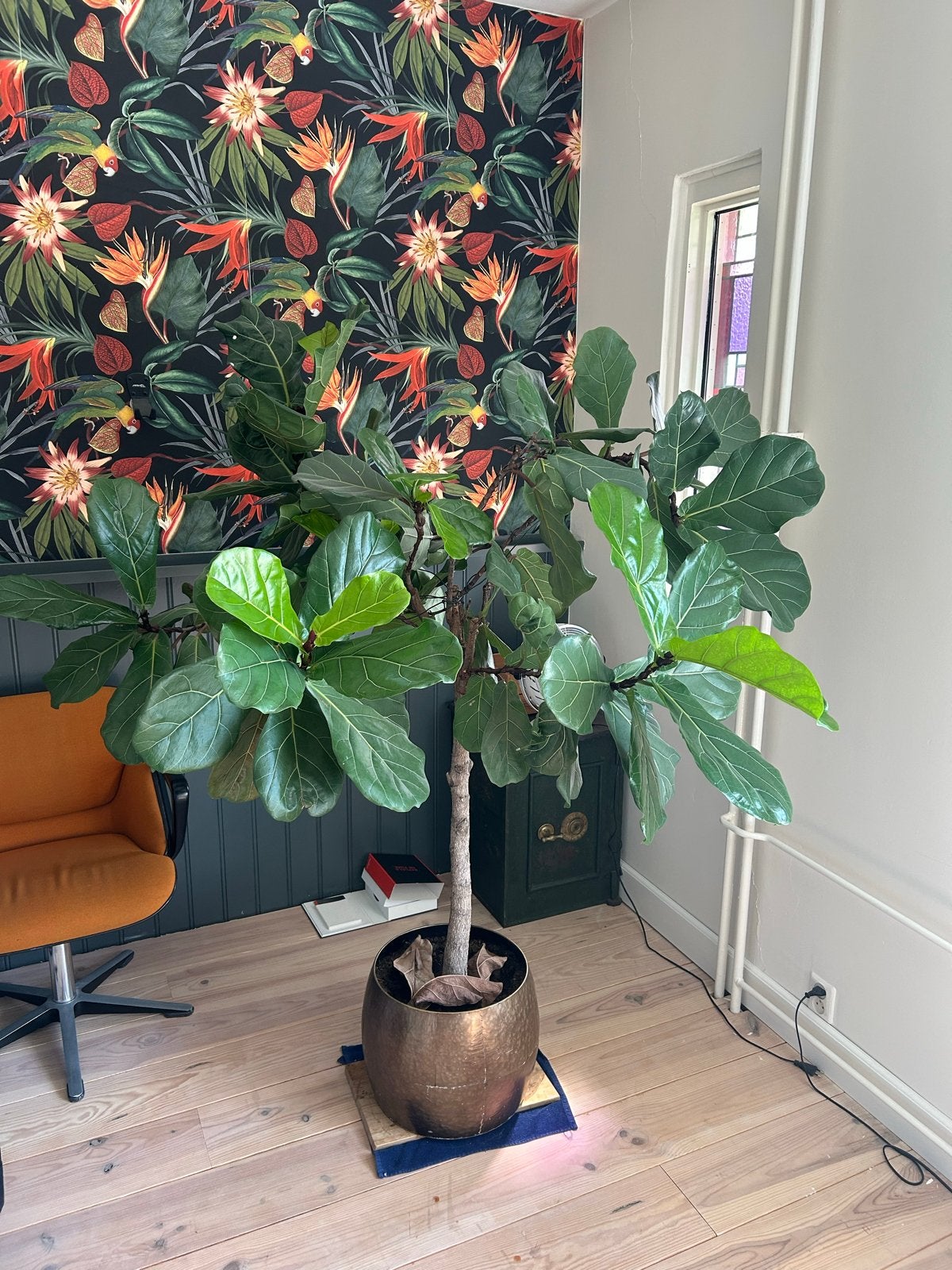 Grote Ficus Lyrata (Tabaksplant) - 180 cm hoog, Ophalen, Ficus, Halfschaduw, In pot