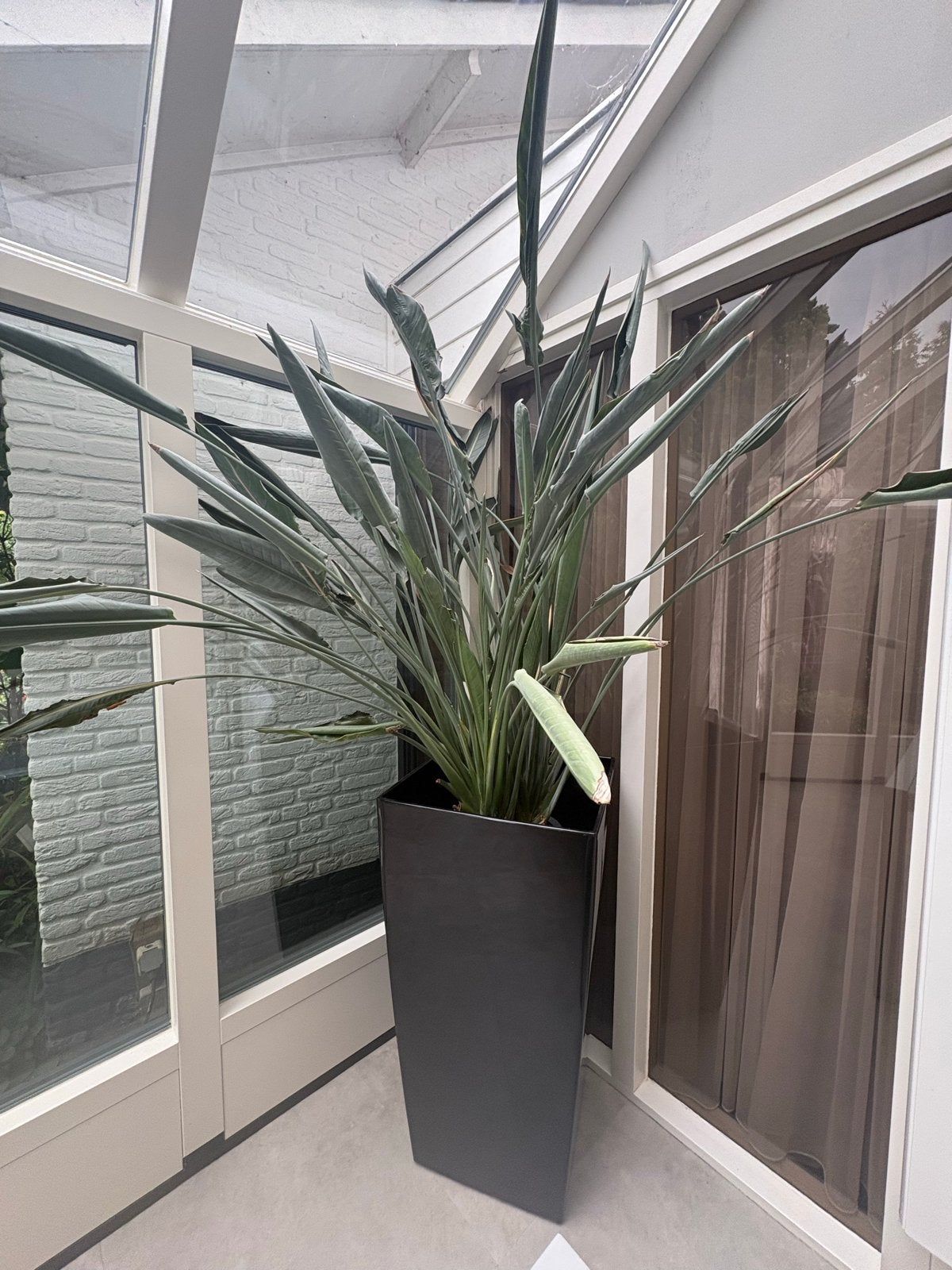 Grote Strelitzia Reginae Paradijsvogelplant binnen met pot, Huis en Inrichting, Ophalen, Halfschaduw, 200 cm of meer