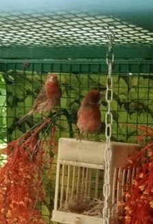 Gezocht mexicaanse roodmus man, Mannelijk, Wildzangvogel