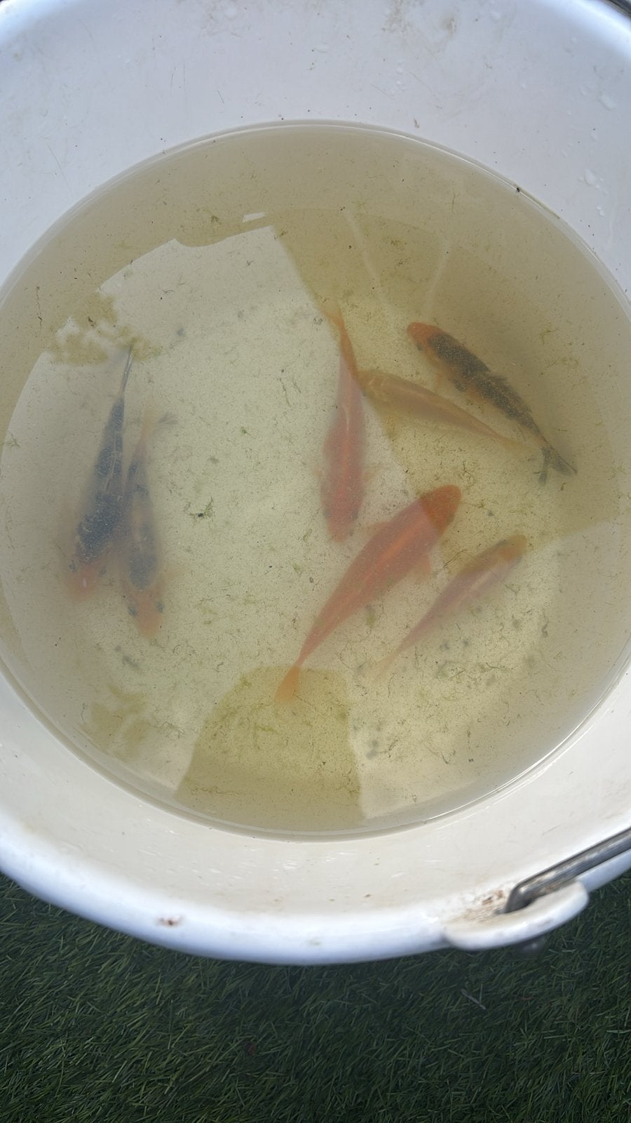 Tosai koi eigen kweek, Karper of Koi