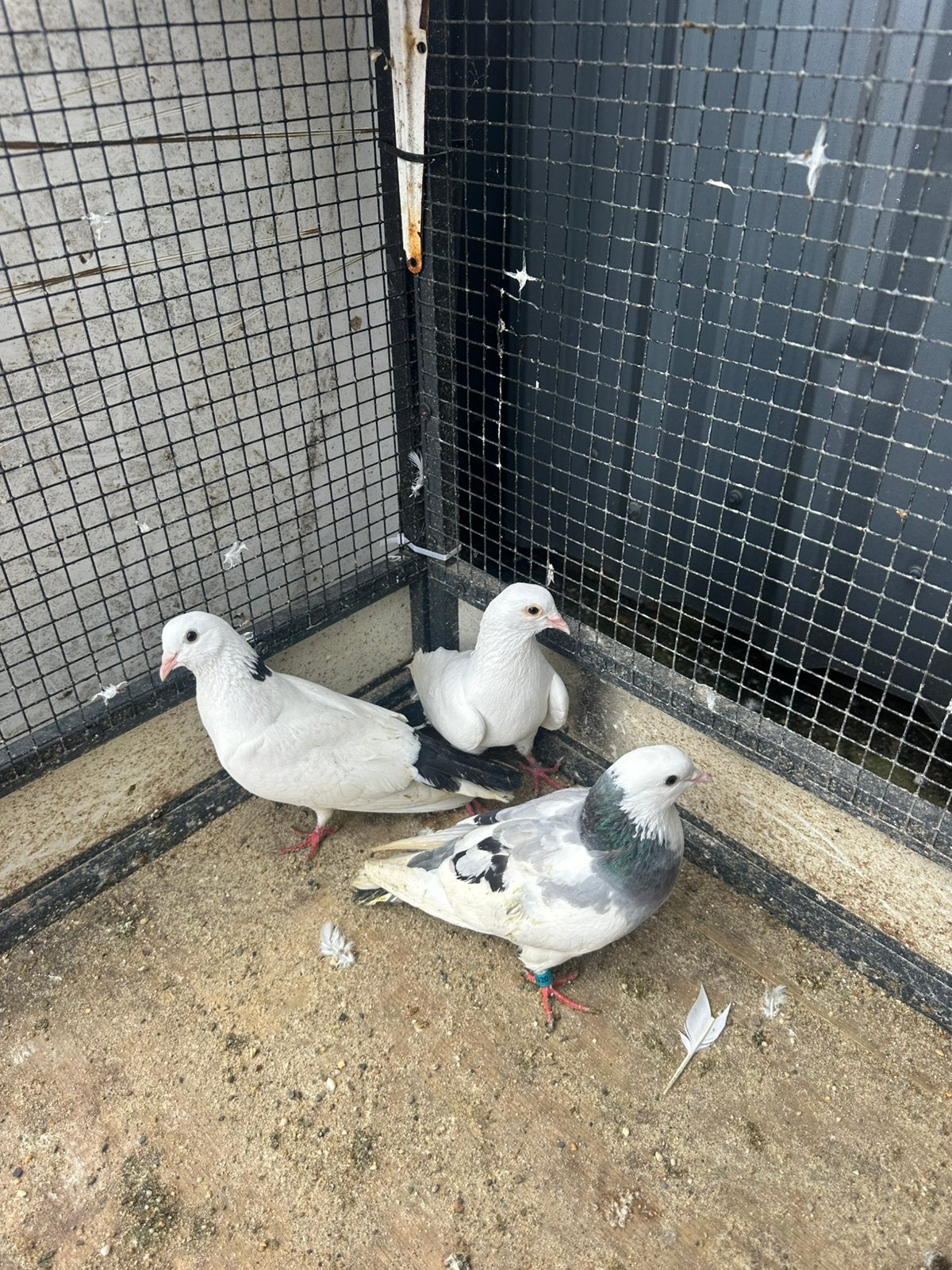 Duiven samen €15, Dieren en Toebehoren, Meerdere dieren, Overige soorten