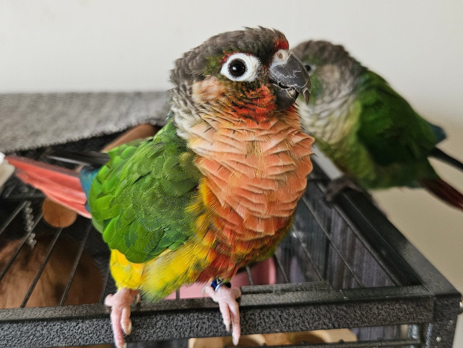 Koppel Groenwang parkiet - Conure - Pyrrhura Molinae, Dieren en Toebehoren, Meerdere dieren, Tam