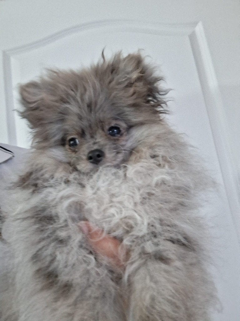 Pomeriaan, Particulier, Keeshond, 15 weken tot 1 jaar, Buitenland